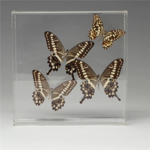 boîte acrylique transparente de papillon 