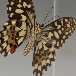 boîte acrylique transparente de papillon 