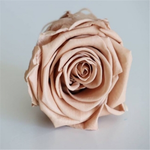 fleur préservée tête de rose