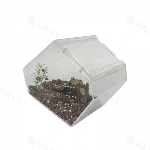 Terrarium en acrylique pour araignées sauteuses 